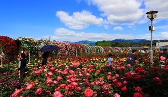 韓國(guó).千萬(wàn)玫瑰花飄香，第9屆世界玫瑰節(jié)開(kāi)幕！